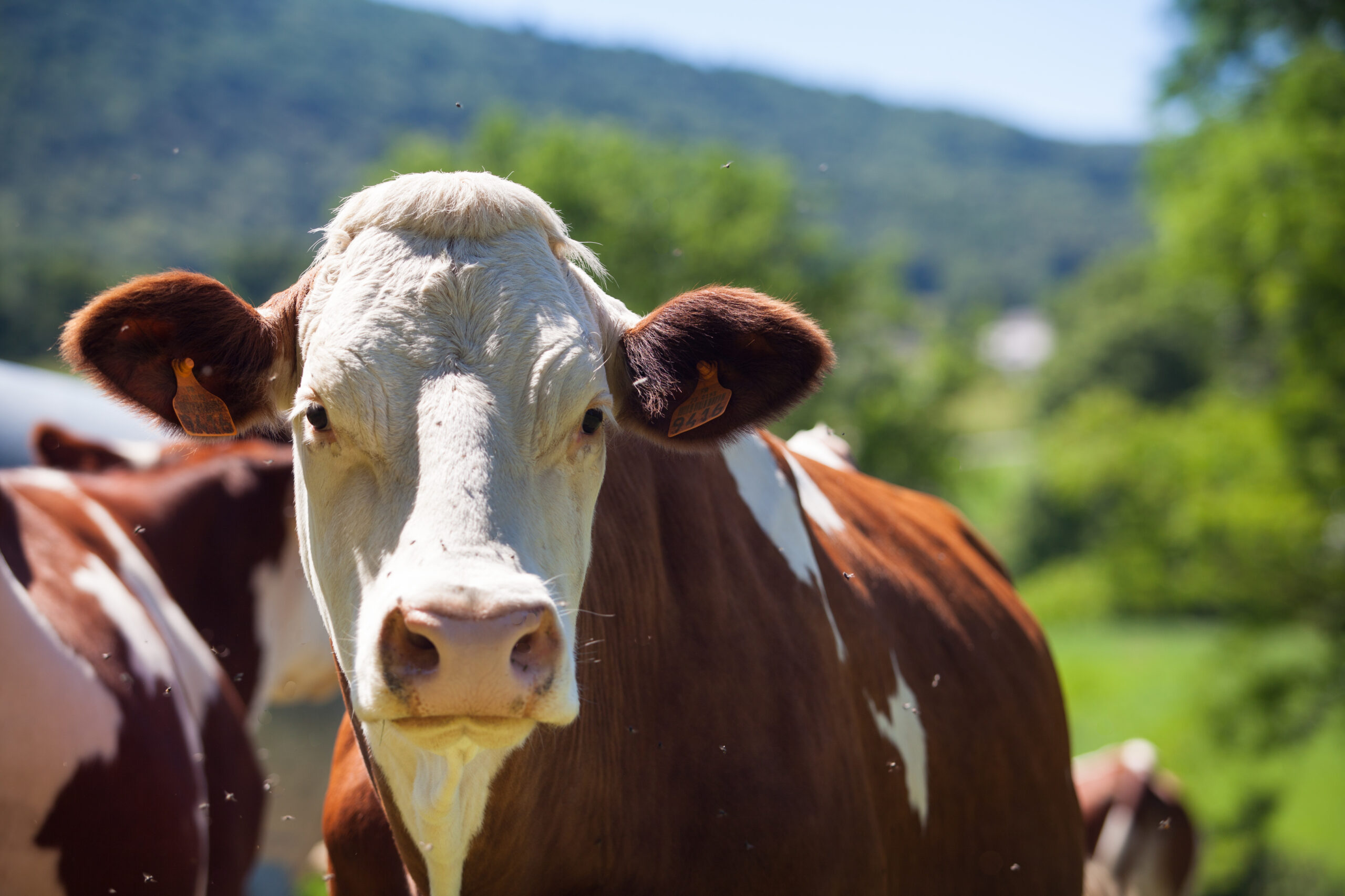 cows-producing-milk-for-gruyere-cheese-i-2026-03-26-10-17-47-utc