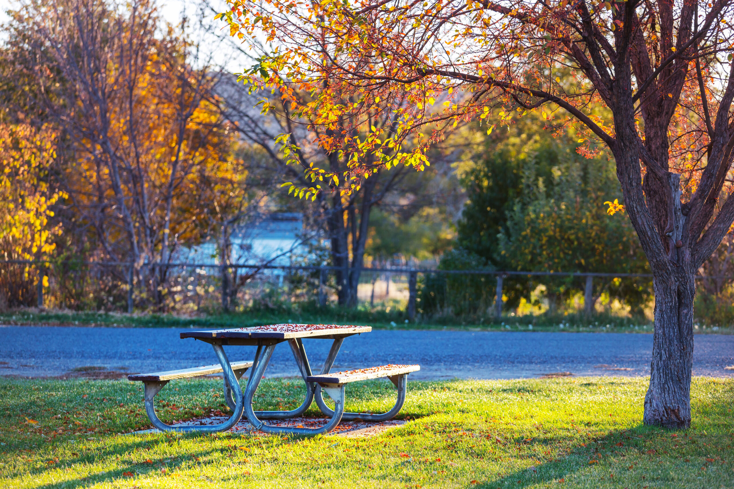 Picnic table on the grass